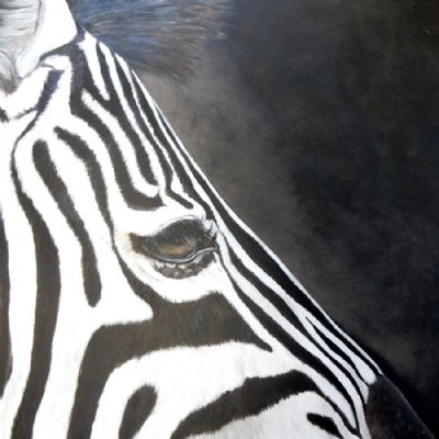 zebra eye